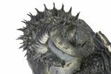 Enrolled Spiny Drotops Armatus Trilobite - Morocco #325666-3